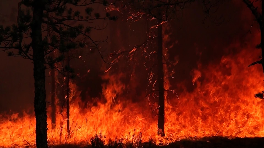 Occurrence of a large fire in the forest. Damage to wild forest nature and animals by burning the woodland. | Shutterstock HD Video #1074400574