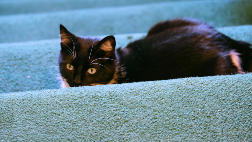 House cat waiting on stairs, perhaps as an ambush.