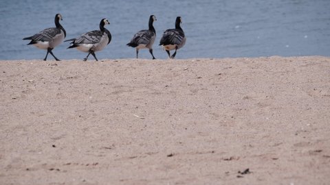 Group of Barnacle Geese on Beach in Helsinki