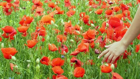 Poppies and other flowers in a green field on a bright sunny summer day. The woman is slowly passing her hand over the flowers. Beautiful wild scarlet flowers of poppies close-up.