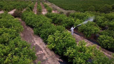 spray fumigation, pesticide or pest industrial chemical agriculture. Man spraying pesticides, pesticide, insecticides on fruit lemon growing plantation. Man in mask fumigating.