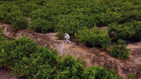 spray fumigation, pesticide or pest industrial chemical agriculture. Man spraying pesticides, insecticides on fruit lemon growing plantation. Man in mask fumigating.