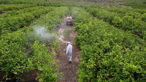spray fumigation, pesticide or pest industrial chemical agriculture. Man spraying pesticides, pesticide, insecticides on fruit lemon growing plantation. Man in mask fumigating.