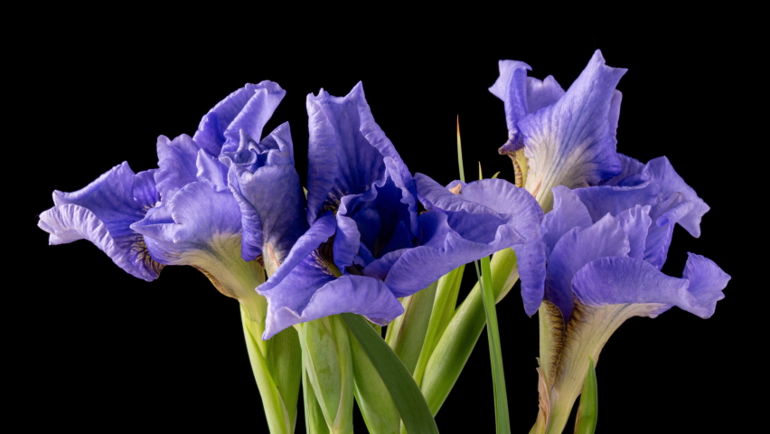 Time-lapse of growing blue, purple bouquet of irises flower. Spring flowers irises blooming on black background. Macro, 4k. Concept: easter, spring, Love, birthday, valentine's day, holidays Royalty-Free Stock Footage #1074412028