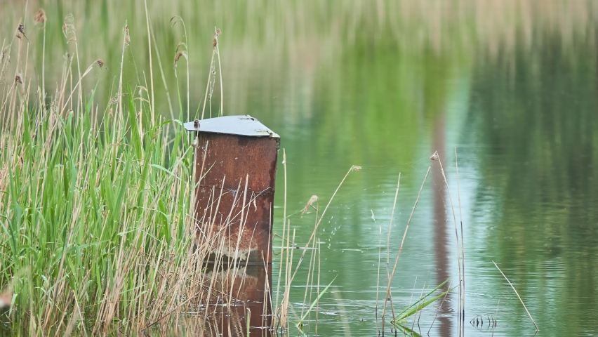 A rusty metal pole sticking out of the water in an old lake.