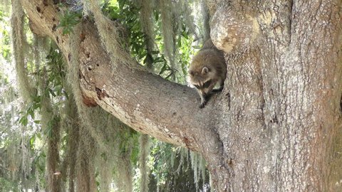 Wild Raccoon gets off the tree to grab a turtle egg