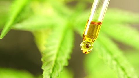 Close-up of cannabis oil dripping And behind it is the cannabis plant, a medicinal plant that can also make medicine, and the leaves are extracted from CBD to make a useful drink.