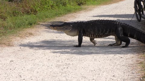 Two large alligators cross a trail in Florida park