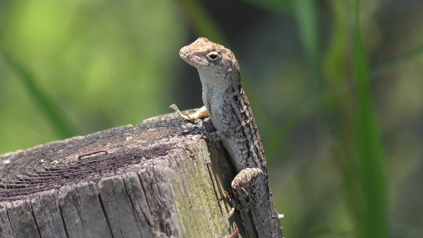 Common Florida Lizard, close up video.
