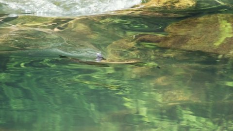 Rainbow trout fish swimming in current at Roaring River State Park, MO