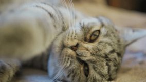 Yawning tabby cat close up view. Cinematic video with blurred background and shallow depth of field.