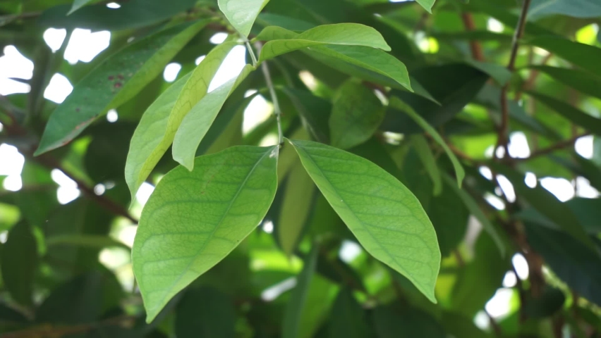 Green Bay leaf leaves hanging on the tree. Bay leaf is one of herbs and use for cooking. Indonesian call it daun salam Royalty-Free Stock Footage #1074431672