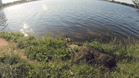 Mother duck with little ducklings swim in the lake. Wildlife. Waterfowl. Seascape. Sunlight. Sea waves. Slow motion. Video.