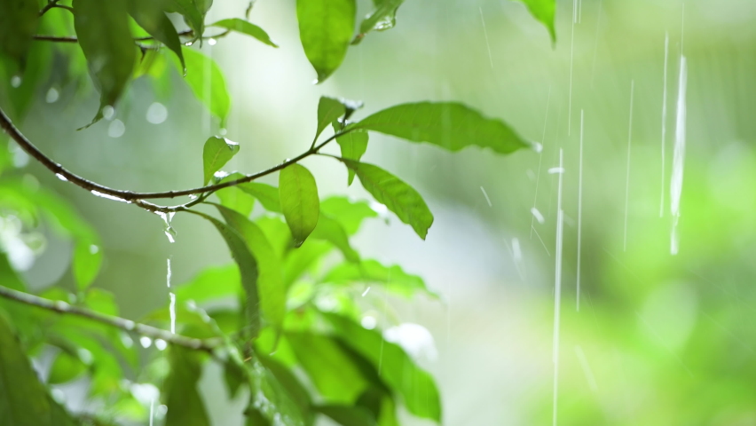 Raining shower in the dense forest, close-up of rainfall in jungle, water droplets fixed on green leaves, Raining day in tropical forest. rain drop on leaf tree.Heavy Rain Falling On Tree Leaves | Shutterstock HD Video #1074439106