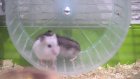 4k Two little playful Djungarian hamsters running in wheel in green cage. Domestic pets and rodents.
