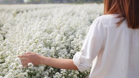 4K Happy Asian woman relax walking in nature on beautiful white cutter daisy flower farm field in springtime. Pretty girl enjoy using hand touching and stroking fresh white blossom in flowers garden. - Powered by Shutterstock - Get 15% off with code: PIKWIZARD15