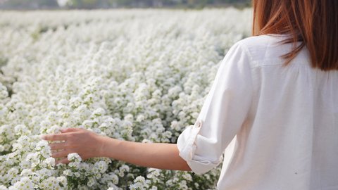 4K Happy Asian woman relax walking in nature on beautiful white cutter daisy flower farm field in springtime. Pretty girl enjoy using hand touching and stroking fresh white blossom in flowers garden.