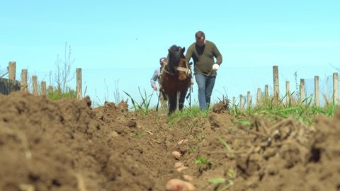 Two farmers father and son use an old plow with a metal blade to cut one furrow at a time, using the reins to guide the horse. Sowing potatoes. spring.