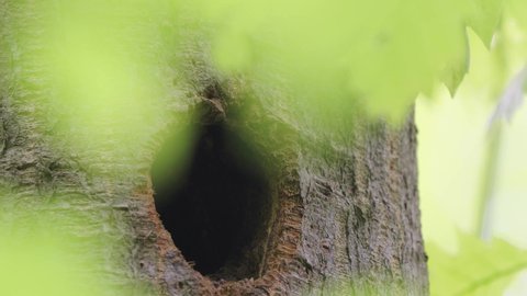 BIRDS - Great spotted woodpecker peeking out from nest hole in tree, close up