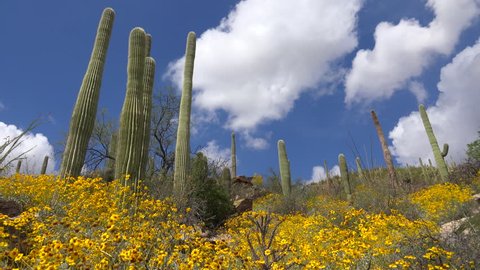 Time Lapse, White cloud puffs rise in deep blue sky over Arizona saguaro cactus desert hillsides brimming with giant saguaro cactus surrounded by vibrant yellow wildflowers. 4K UHD 3840x2160