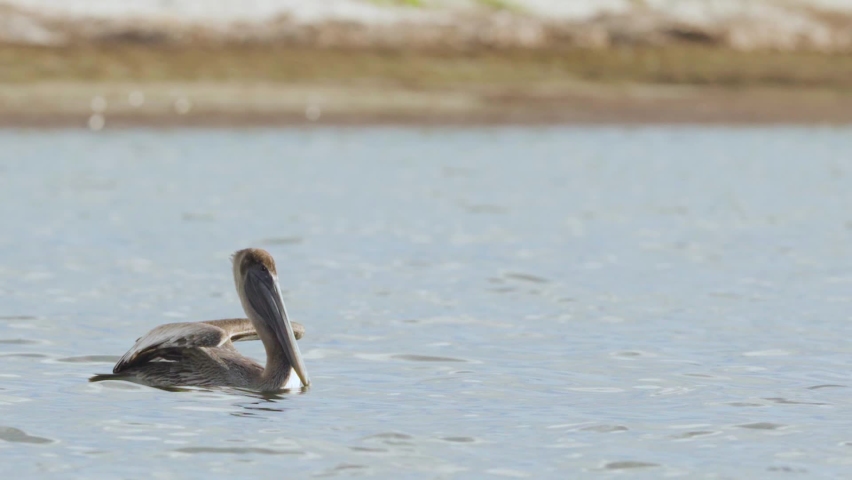 brown pelican bird gracefully taking flight along beach shore in ocean water in slow motion
