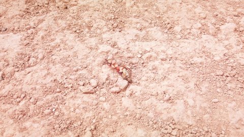 Handheld close-up shot of ants eating a decomposing grasshopper corpse in the desert. 4K