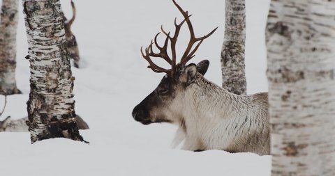 Reindeer Lying And Sleeping Under The Tree In Forest During Snowfall In Winter. - close up