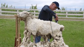 Man on farm sheers sheep. Shearers cutting wool at sheep ranch
