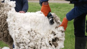 Farmer shearing sheep on farm. Hands of farmer cutting the wool of sheep with electric machine
