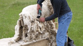 Sheering wool off sheep. Sheep shearing with electric clippers