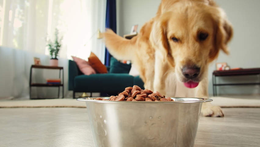 Golden retriever eating dog food from metal bowl, concept of online shop delivery for pets