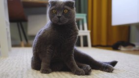 4k video. The Scottish Fold Cat sits on the carpet in the living room and looks around