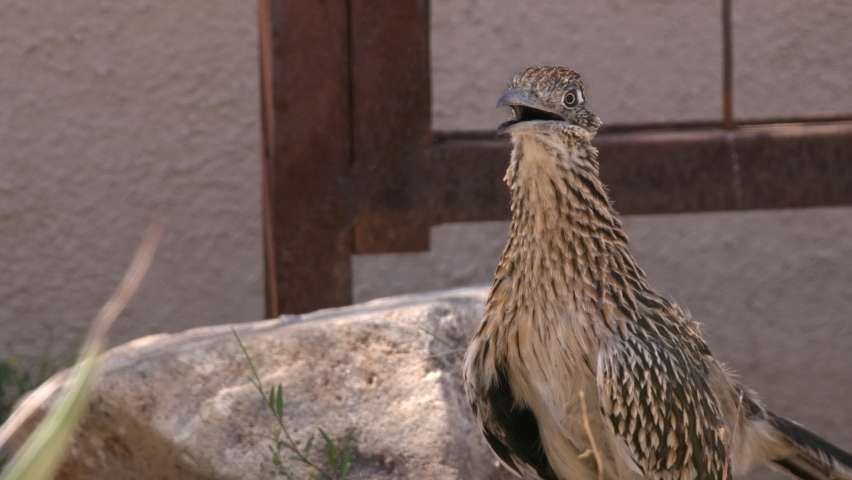 Closeup Greater Roadrunner Cuckoo Bird Face Looking Around