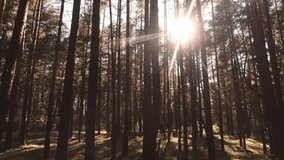 Royalty high-quality free 4k stock video footage of big and tall pine tree with sun light, cloudless in forest when looking up blue sky