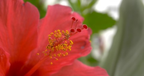 Hibiscus flower close-up in garden