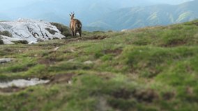 Chamois grazing on mountain peaks during spring