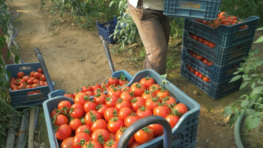 tomato production and transportation in Turkey, authentic real video. beautiful red ripe tomatoes background, agriculture industry. Royalty-Free Stock Footage #1074469610
