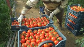 tomato production and transportation in Turkey, authentic real video. beautiful red ripe tomatoes background, agriculture industry.