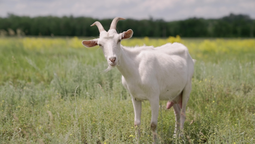 37,740 Goat Stock Video Footage - 4K and HD Video Clips | Shutterstock