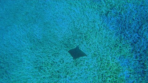 Beautiful Spotted Eagle Ray Swimming Underwater