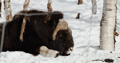 Musk Ox Sleeping On Snowy Ground Of Forest During Winter Season In Norway. - close up