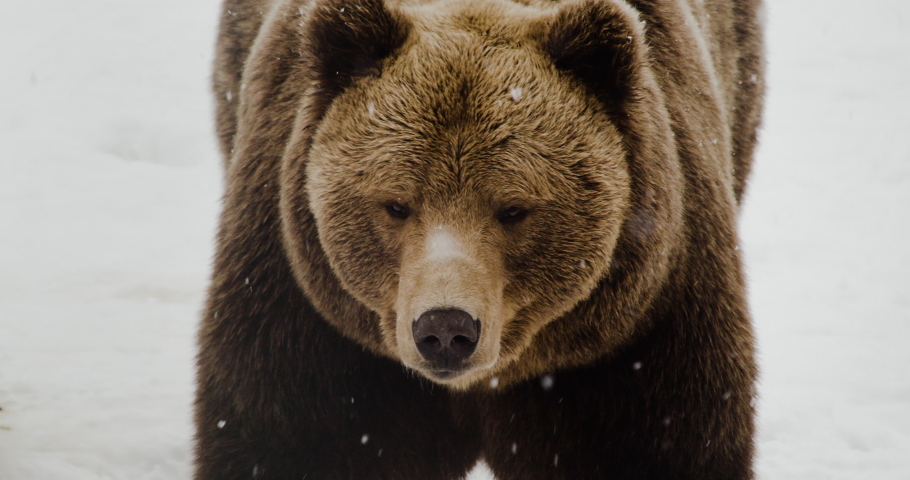 Brown Bear - Grizzly Bear Looking Around During Snowfall At Winter In Norway. - close up Royalty-Free Stock Footage #1074484394