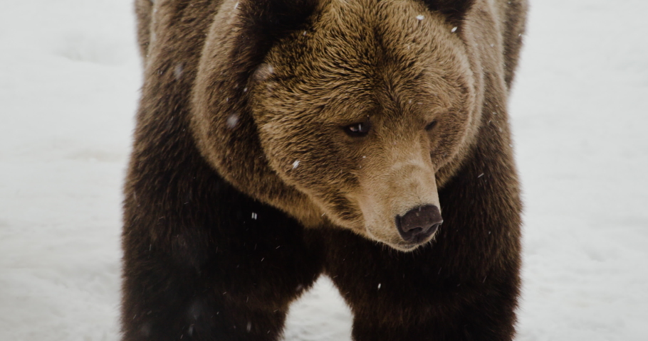Brown Bear - Grizzly Bear Looking Around During Snowfall At Winter In Norway. - close up Royalty-Free Stock Footage #1074484394