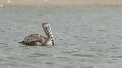 brown pelican bird gracefully taking flight along beach shore in ocean water in slow motion