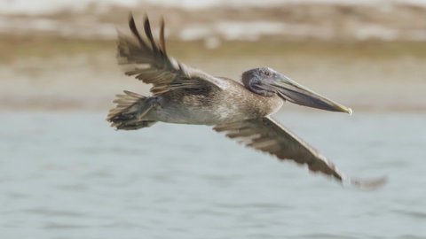 brown pelican bird gracefully taking flight along beach shore in ocean water in slow motion