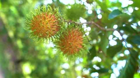 Rambutan fruit in agriculture garden , slow motion video shot.