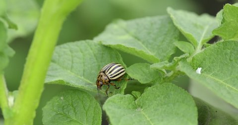Colorado beetle eats a potato leaves. Parasites destroy a crop in the field. Colorado striped beetle parasite on green leaves. Home plantation, Potato industry, agriculture