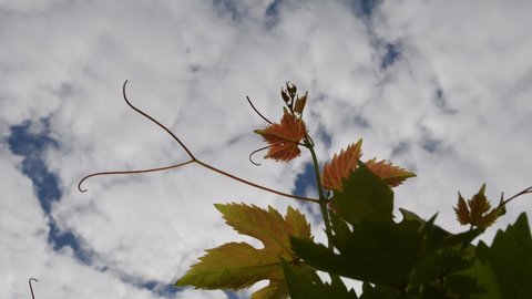 Grape tendrils and fresh leaves with background of fluffy white clouds in blue sky. Vineyard in summertime. Grapevine growing