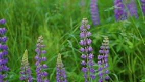 Close-up view 4K video footage of beautiful sunny summer morning landscape and bumblebee collecting nectar from fresh purple flowers of blooming lupin (lupine, lupinus) plants growing on meadow