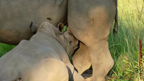 Close-up on a white rhinoceros (Ceratotherium simum) calf suckling, South Africa